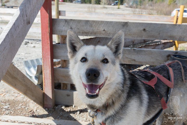 Sled Dog Adventure and Pan for Gold in the Yukon - Photo 1 of 16